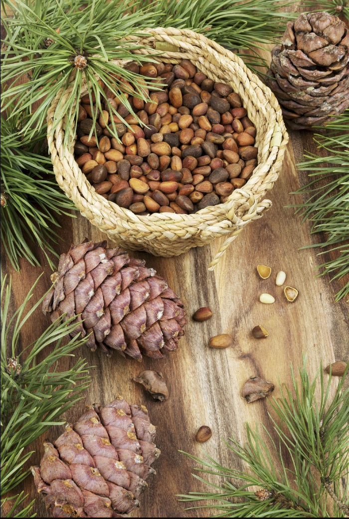 Çam Fıstığı Faydaları Nelerdir?